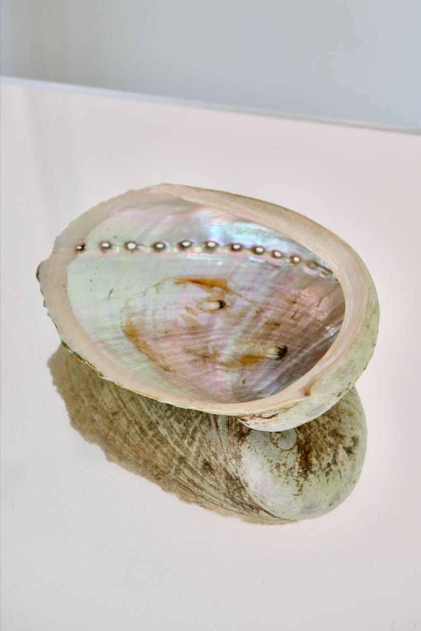 Abalone Shell