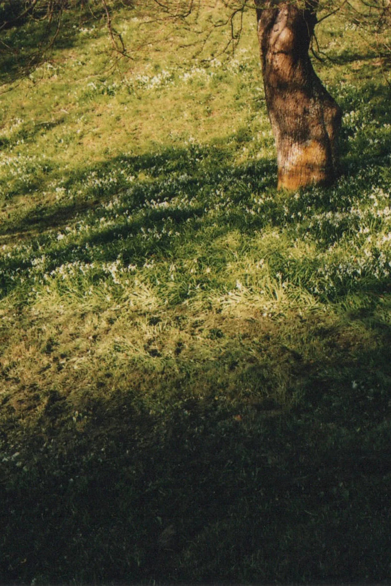 Green Cedar Parfum