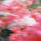 Pink Iris Parfum