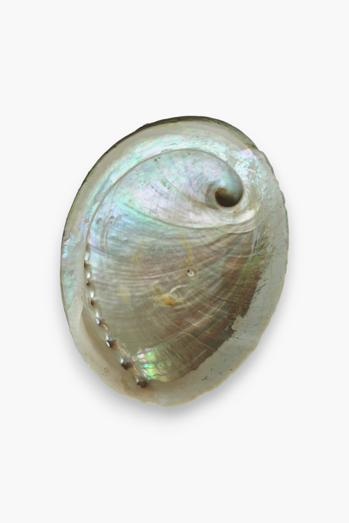 Abalone Shell