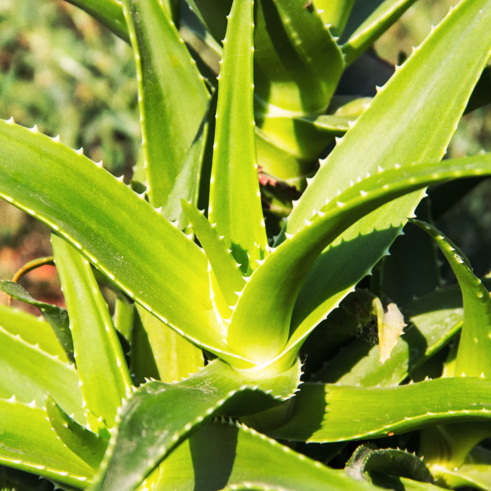 Hydrating Facial Lotion